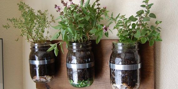 Mason jar hanging herb garden